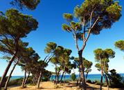 Pineta