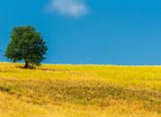 Veduta estiva della campagna di Potenza