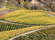Vigneti in Irpinia
