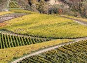 Vigneti a Santa Lucia di Serino
