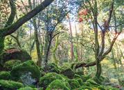 Bosco del Sasseto