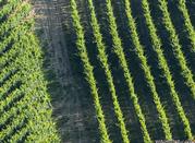 Camerano, Riviera del Conero, vigneti per la produzione del Rosso Conero