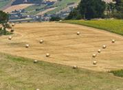 Campagna tra Sant'Elpidio a Mare e Monte Urano