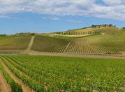 Montepulciano, vigneti