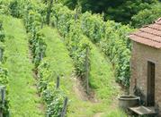 Vesime, Langhe Astigiane