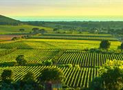 Bolgheri, vigneti di Sassicaia