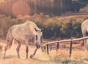 Maremma Toscana