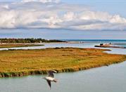 Delta del Po'