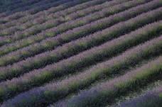LAVANDA DEL CHIANTI