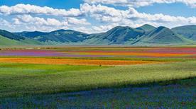 Castelluccio di Norcia, meravigliosa fioritura, sullo sfondo i Monti Sibillini