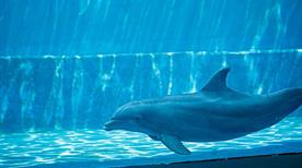 Acquario di Cattolica
