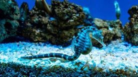 Liguria, Acquario di Genova
