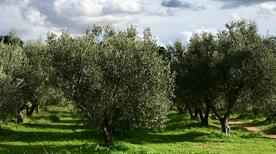 Alatri