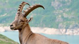 Cogne