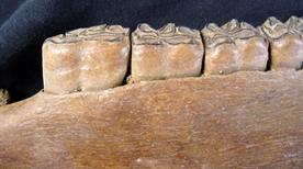 Museo Paleontologico Archeologico - >San Colombano al Lambro