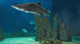 Acquario di Genova - >Genoa