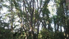Oasi Affiliata Bosco di Palo - >Ladispoli
