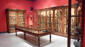 Museo Civico di Storia Naturale - >Cremona