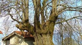 Albero Monumentale  - >Feltre