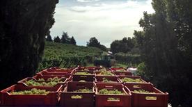 Nino Franco Spumanti S.R.L. - >Valdobbiadene