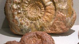 Museo del Fossile del Monte Baldo - >Brentonico