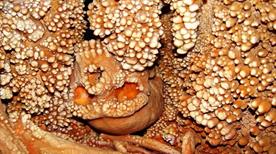 La Grotta di Lamalunga e l'Uomo di Altamura - >Altamura