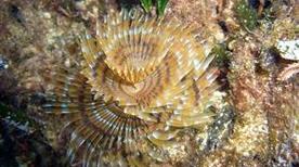 Punta Cappellone - >Lampedusa