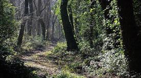Bosco di Cornacchiaia - >Marina di Pisa