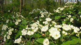 Oasi Bosco Villoresi - >Agrate Brianza