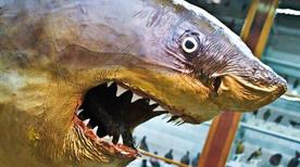 Museo di Zoologia - >Bari