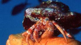 N&S Diving - >Siracusa