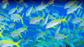 Acquario Marino  - >Trieste
