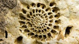 Museo Brembano di Scienze Naturali - >San Pellegrino Terme