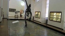 Museo di Paleontologia - >Naples