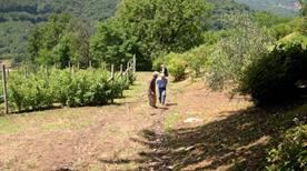 Azienda Agricola il Glicine Ecomuseo - >Agrano