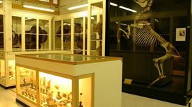 Museo di Anatomia degli Animali Domestici - >Ozzano dell'Emilia