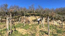 Teatro Del Vino Srl - >Calenzano