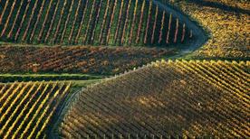 Azienda Agricola Cà Bruciata - >Imola