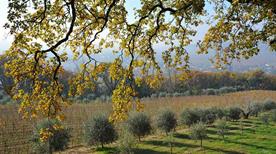 Redoro Srl - Frantoi Veneti - >Mezzane di Sotto