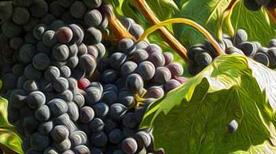 Azienda Agricola Cantine Luciani 1888 - >Montalcino