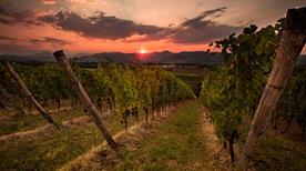 Monte delle Vigne - >Ozzano Taro
