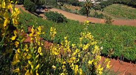 Azienda Agricola Arrighi - >Porto Azzurro