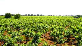 Cantine Baldassarre - >San Donaci