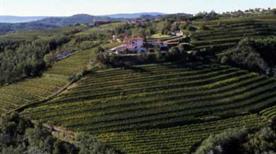 Azienda Agricola Il Carpino - >San Floriano del Collio