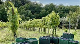azienda agricola la Salceta - >Terranuova Bracciolini