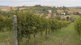 Fattoria Poggio San Martino - >San Giovanni in Marignano