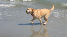 Spiaggia per Cani - >Piombino