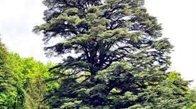 Cedro nel Parco Ducale - >Pavullo Nel Frignano