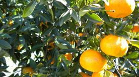 Agriturismo Agriclub Le Giare - >Roccella Ionica