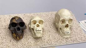 Museo Antiquarium Comunale - >Sezze